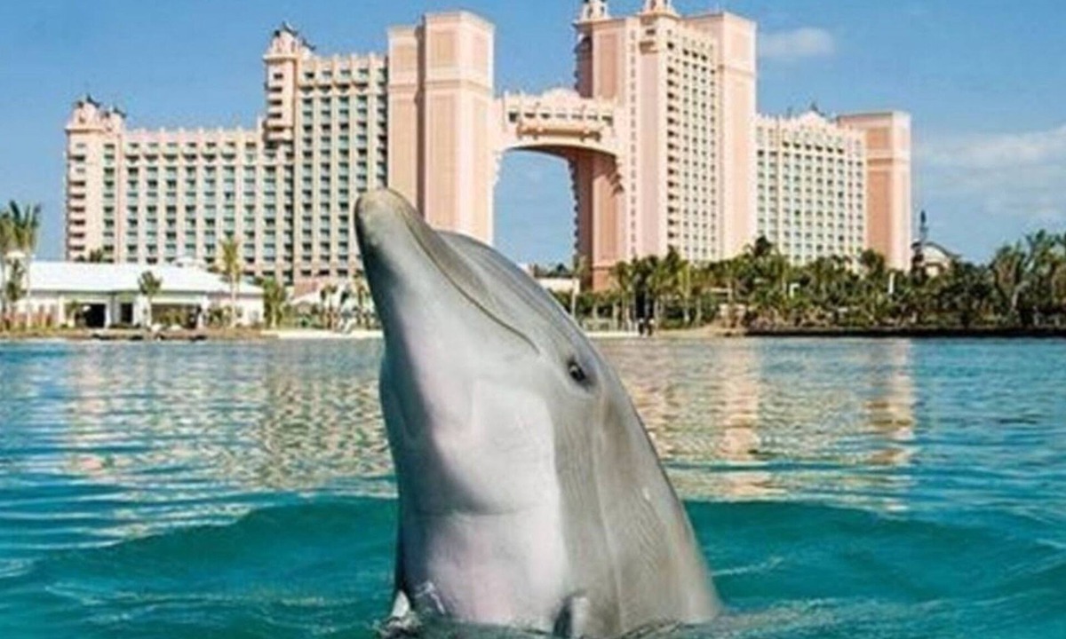 Paradise Island Villa | Harborside Atlantis Bahamas - Sleeps 8 Full Access to Atlantis Water Park