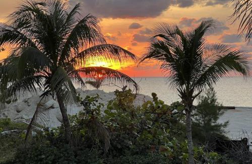 Alice Town House | Bimini Bay Resort & Marina Parrot-dice!