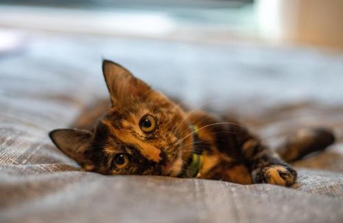 Bispham House | Cavendish Cat and Gaming House