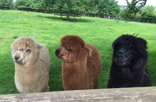 Wimpstone Cottage | Cotswolds heaven, feed the alpacas and relax in luxury cottage with hot tub