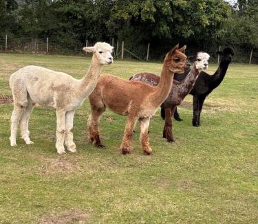 Wimborne Saint Giles House | Couples Spring Break With Alpacas & Private Hot Tub in the Quaint Dorset Countryside with BBQ