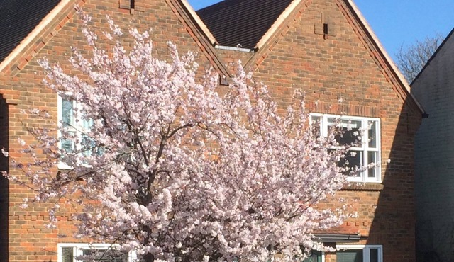 3 Summertown Court