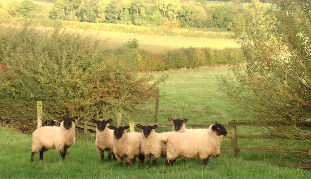 A delightful cottage in Northamptonshire - the heart of the shires.