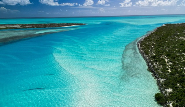 Bahamas Beachfront Escape: Luxury Palmirage Cottage, Pets OK!