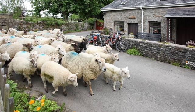Cosy pet friendly bungalow with free WiFi