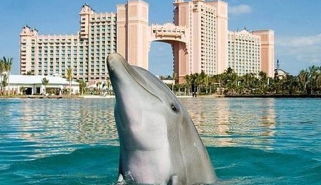 Harborside Atlantis Bahamas - Sleeps 8 Full Access to Atlantis Water Park