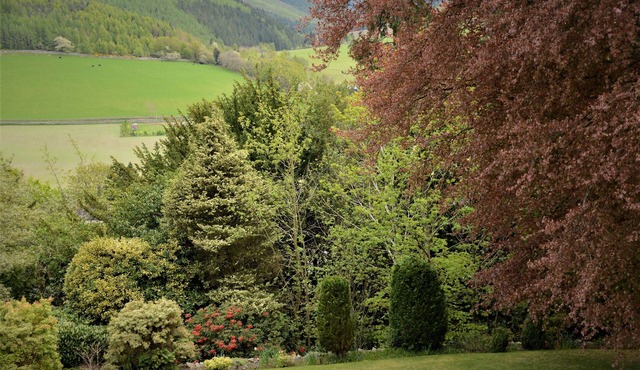 Windlestraw