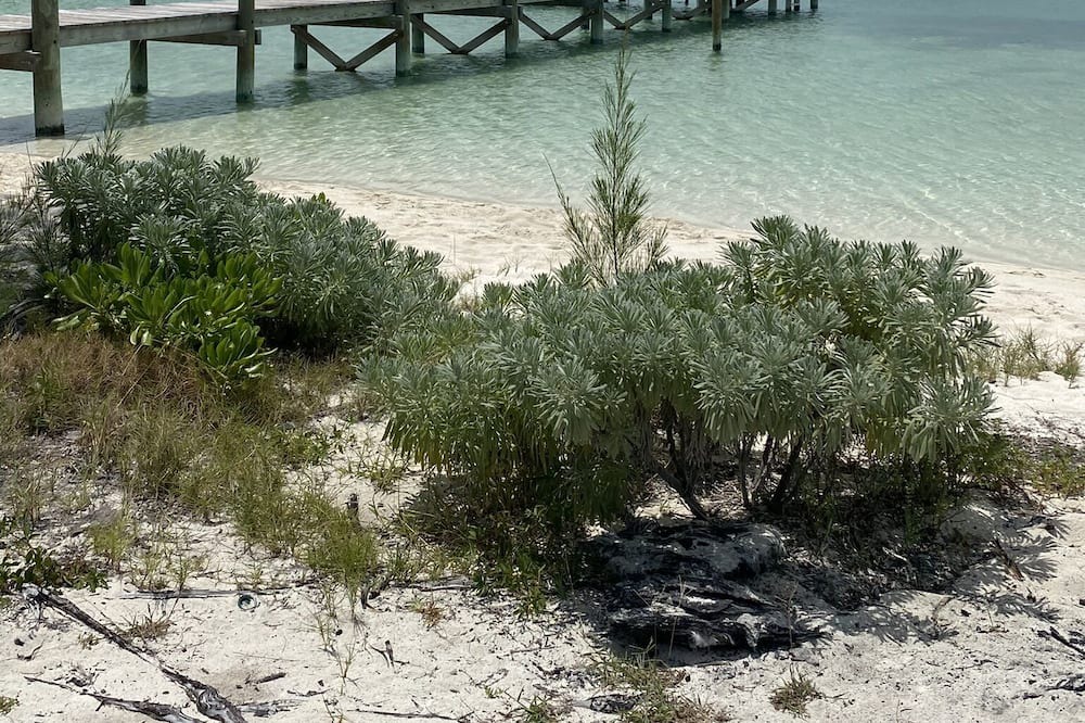 Photo of Others in Green Turtle Cay