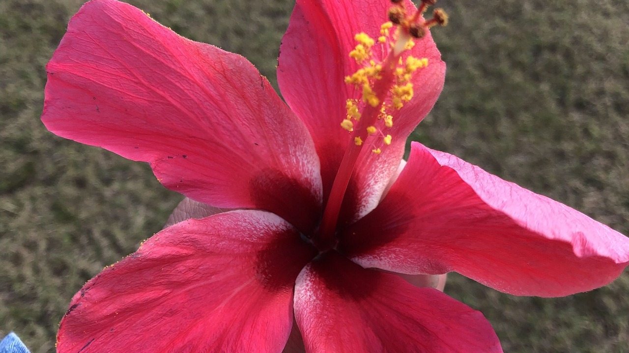 Photo of Outdoor in Long Island
