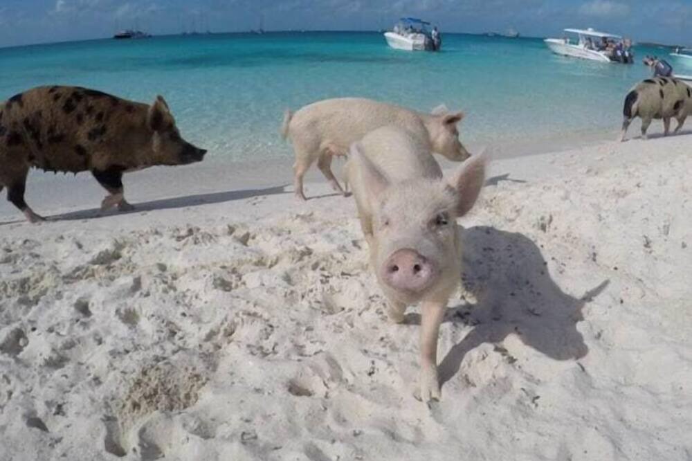 Photo of Others in Staniel Cay