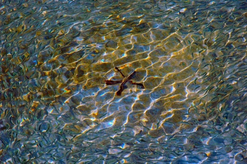 Photo of Others in Savannah Sound