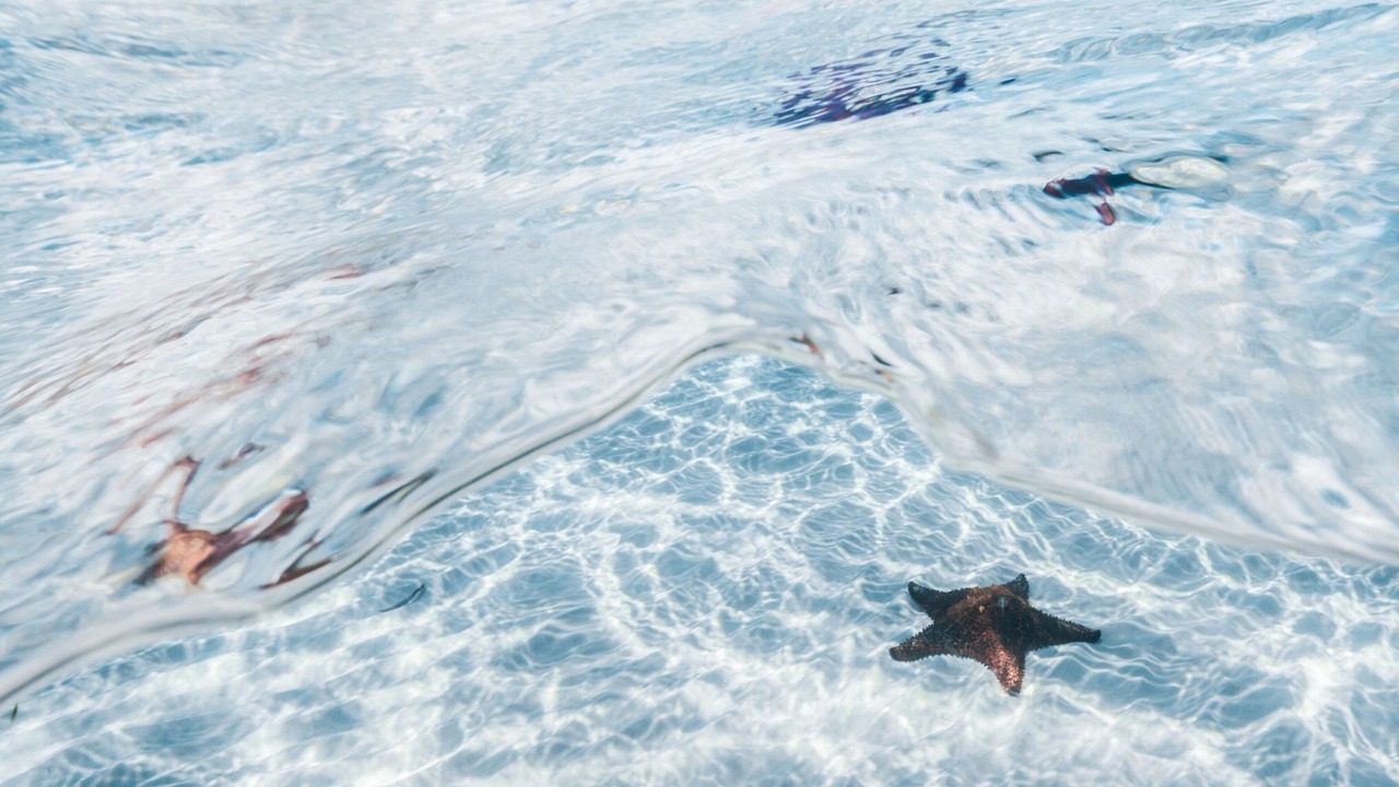 Photo of Others in Bahama Reef