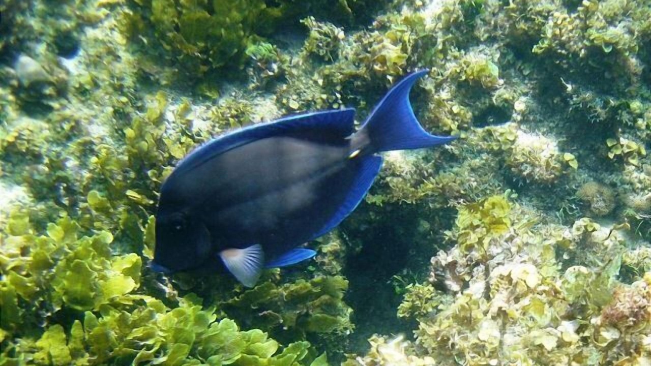 Photo of Others in North Palmetto Point