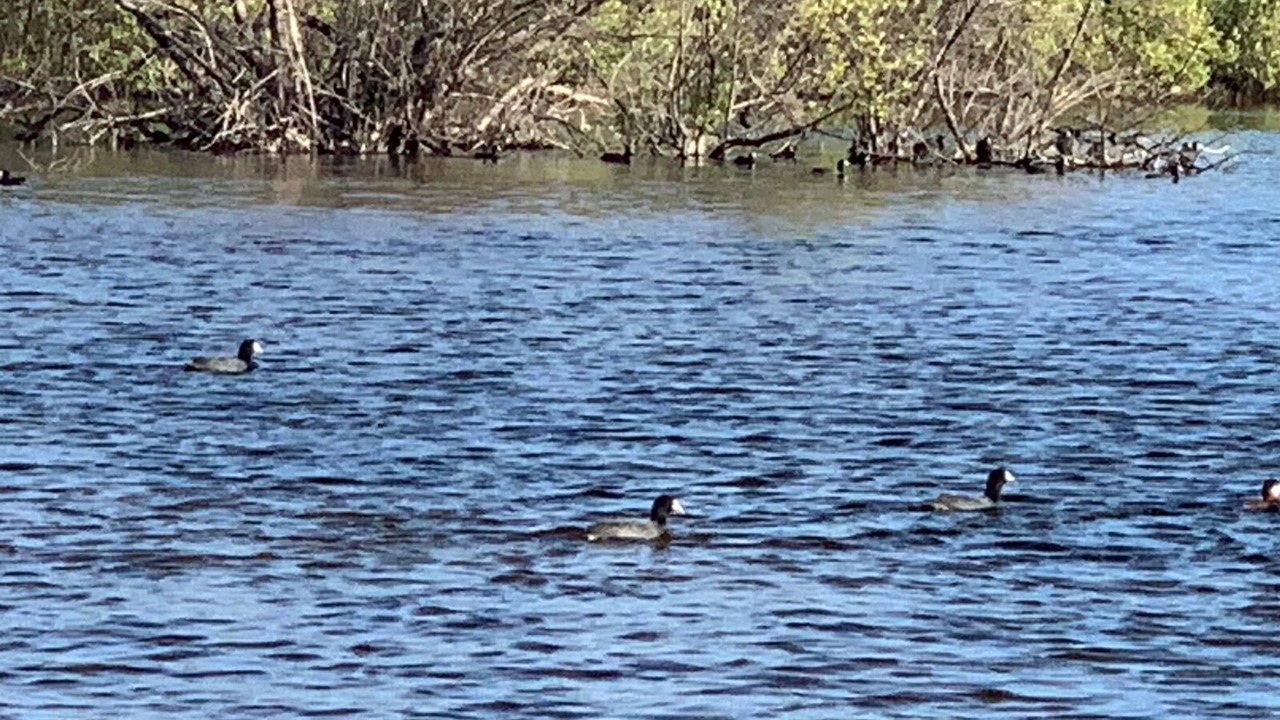 Photo of Others in Calvin Hill
