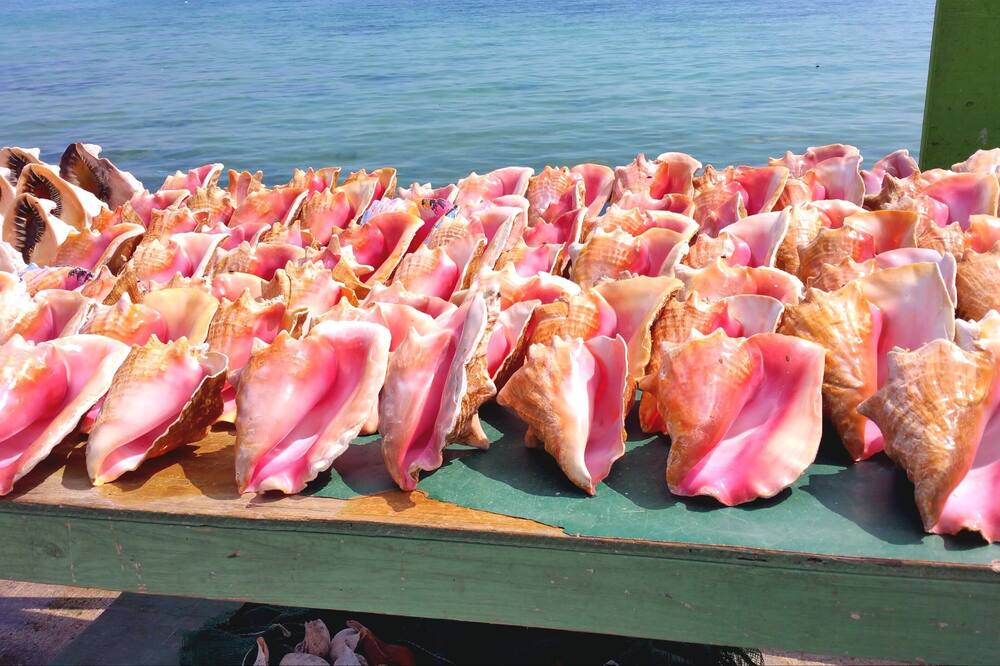 Photo of Others in Paradise Island