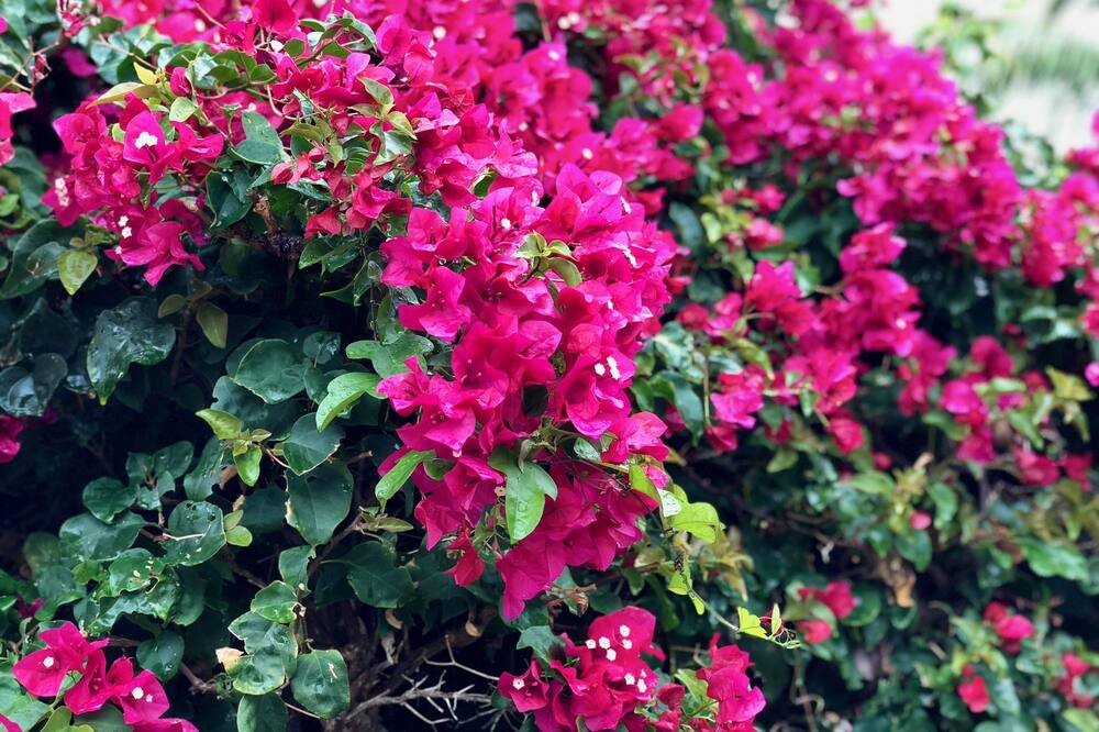 Photo of Outdoor in Paradise Island