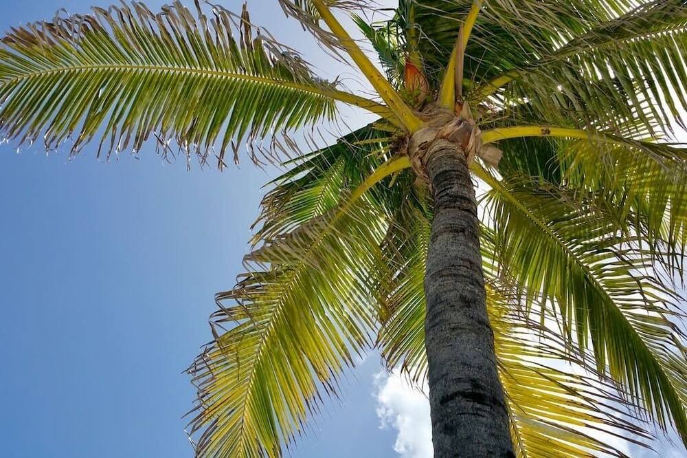 Photo of Outdoor in Paradise Island