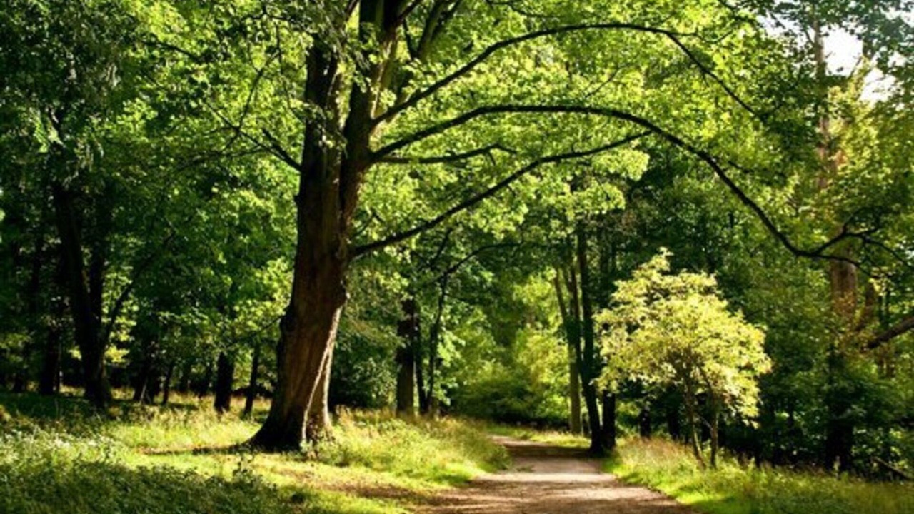 Photo of Others in Tring