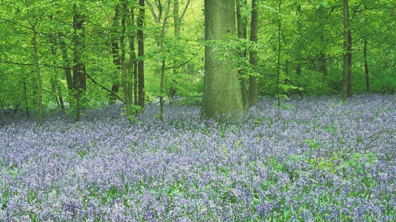 Photo of Others in Tring