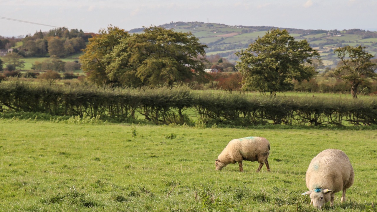 Photo of Others in Tunstall