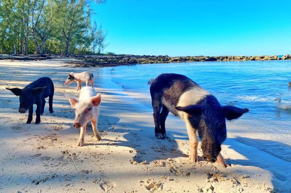 Photo of Others in Rainbow Bay