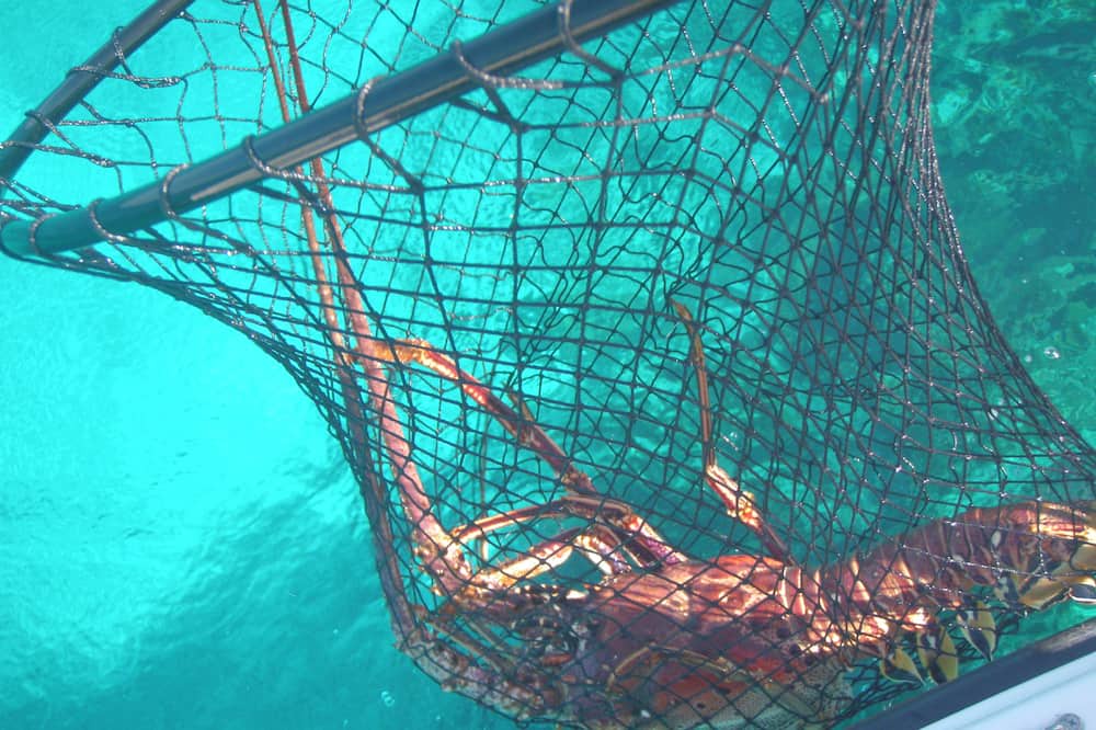 Photo of Others in Bennett's Harbour