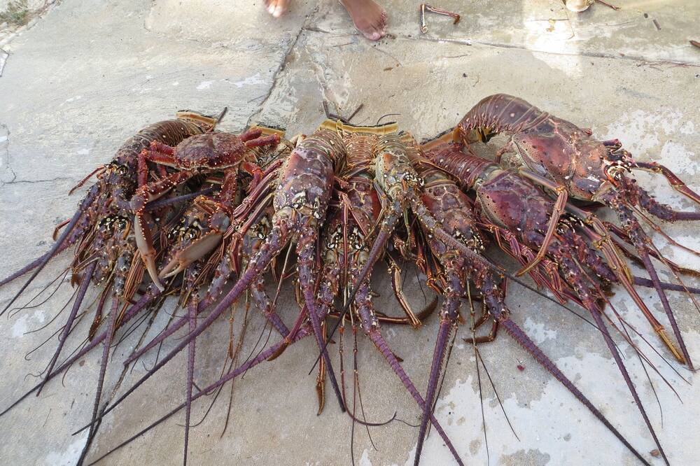 Photo of Others in Bennett's Harbour