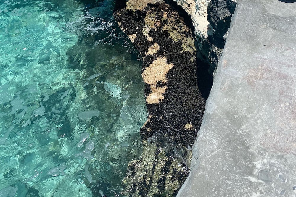 Photo of Others in Rainbow Bay