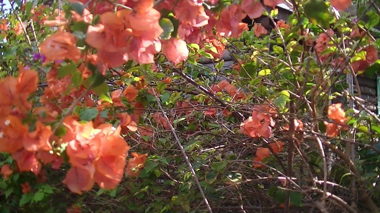 Photo of Outdoor in Great Guana Cay