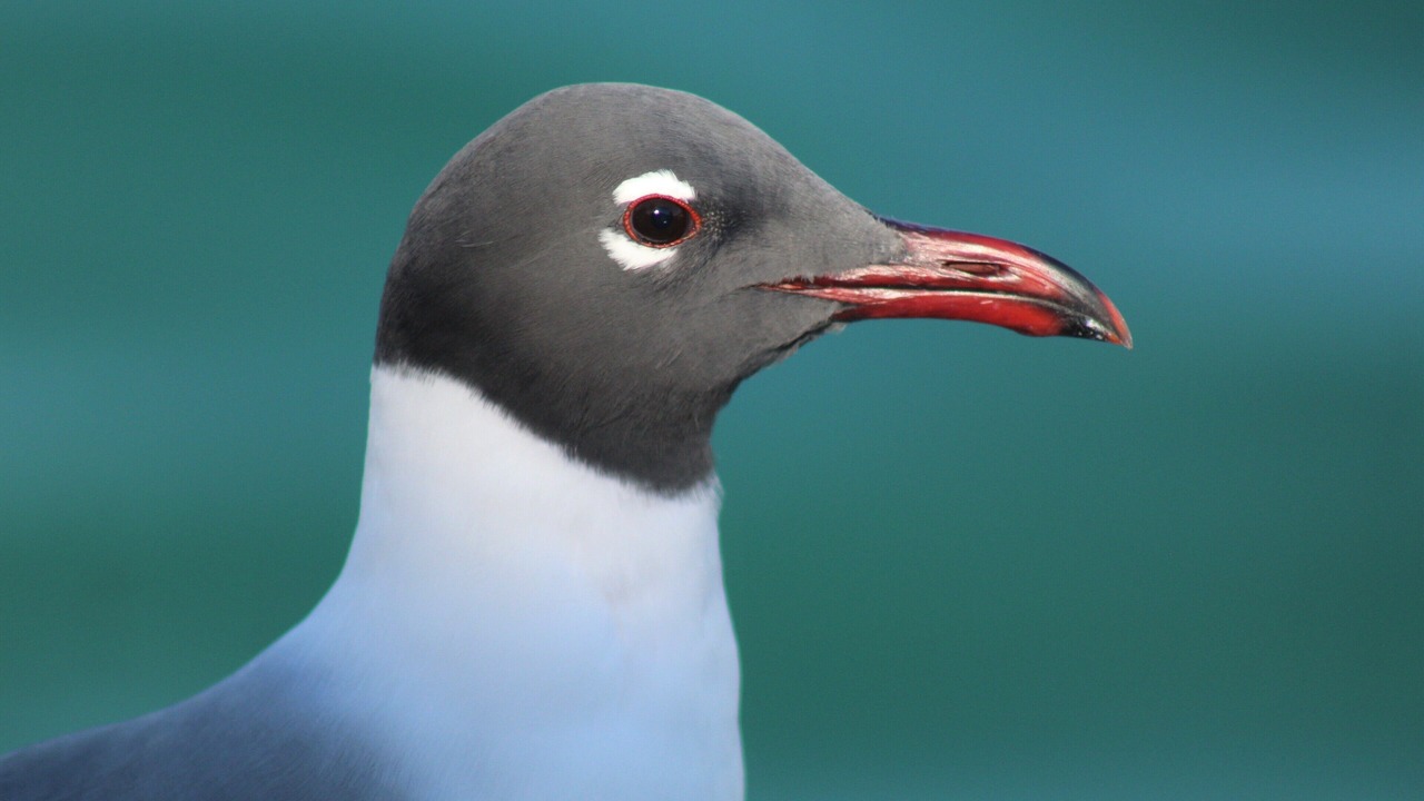 Photo of Others in South Bimini