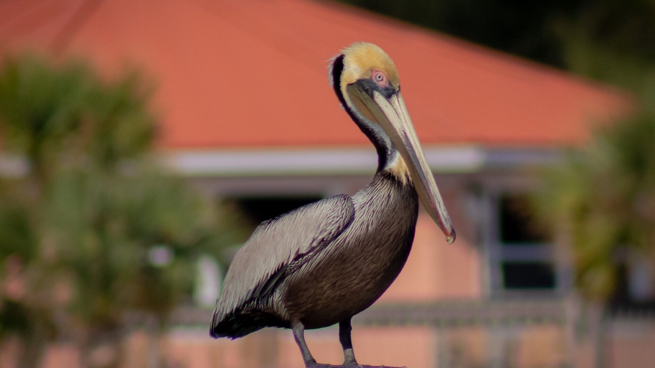 Photo of Others in South Bimini