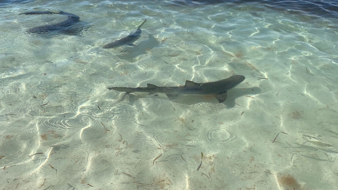 Photo of Others in Treasure Cay