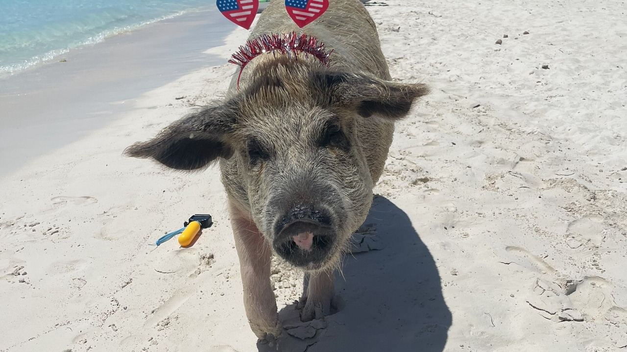 Photo of Others in Staniel Cay