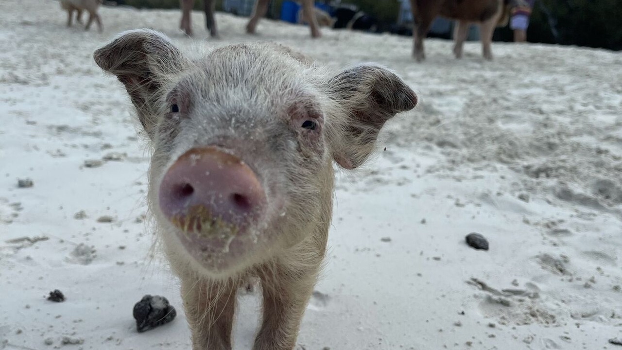 Photo of Others in Great Exuma