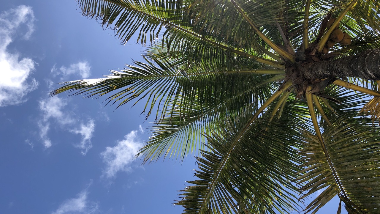 Photo of Outdoor in Paradise Island