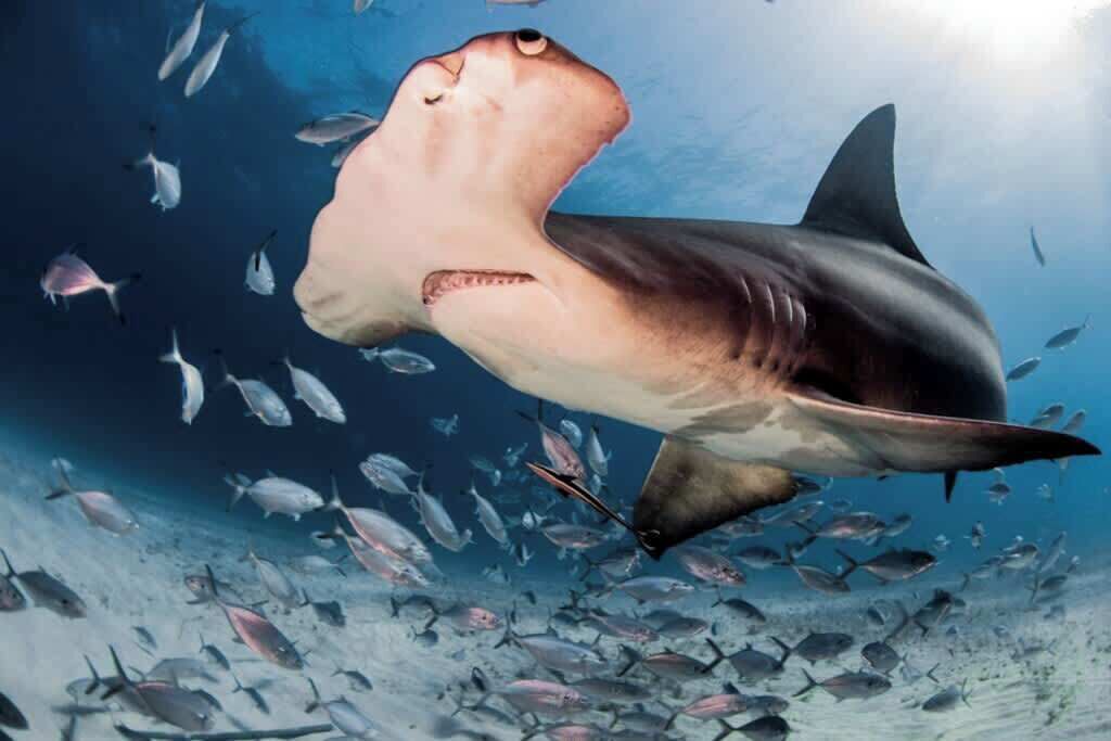 Photo of Others in North Bimini