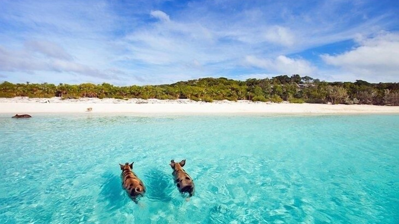 Photo of Others in Double Bay