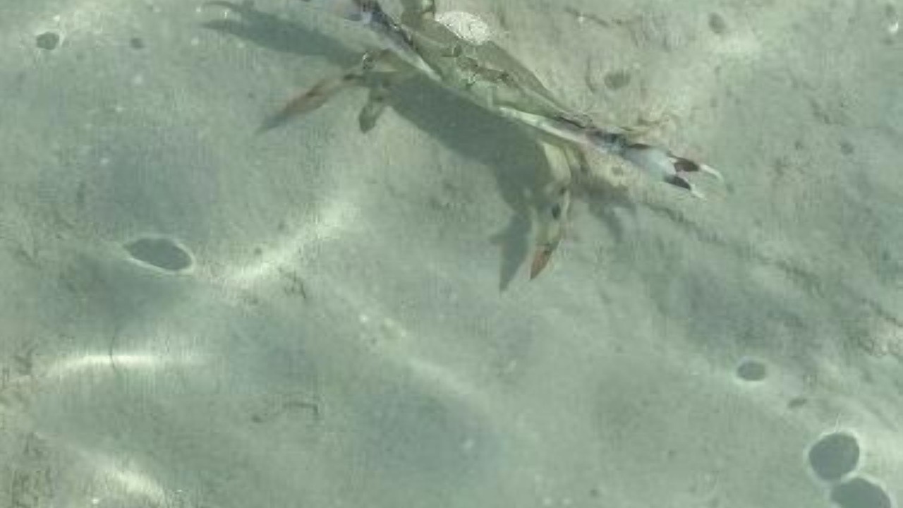 Photo of Others in Treasure Cay