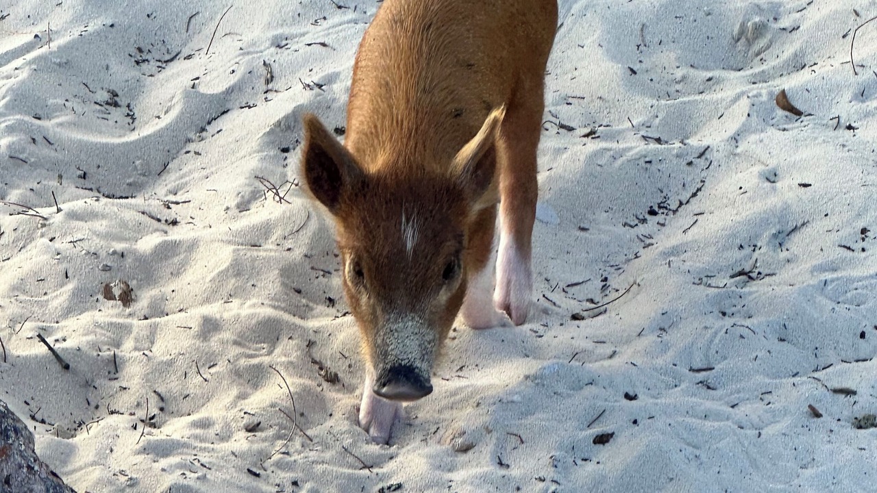Photo of Others in Treasure Cay