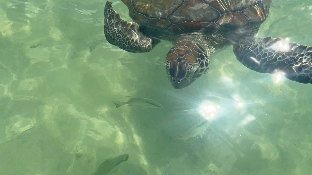 Photo of Others in Green Turtle Cay