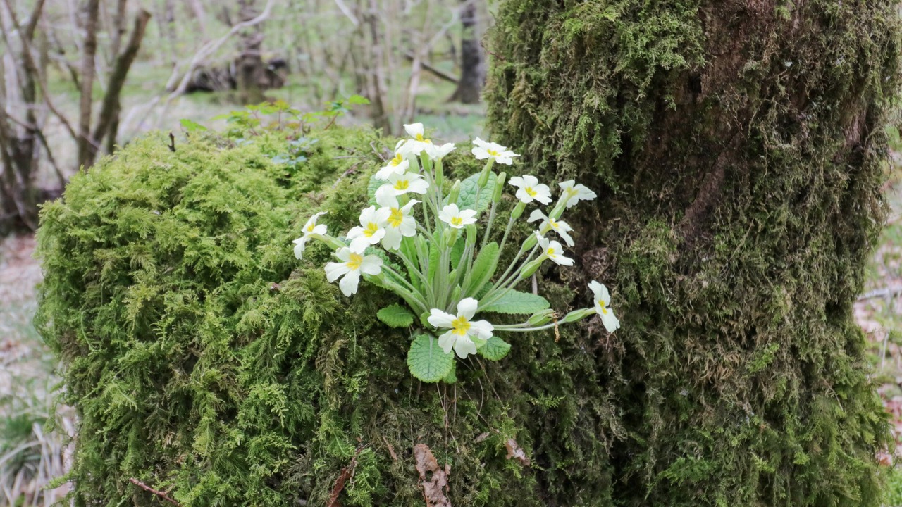 Photo of Outdoor in Cartmel