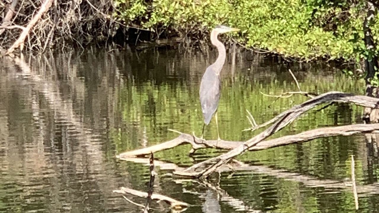 Photo of Others in Paradise Island