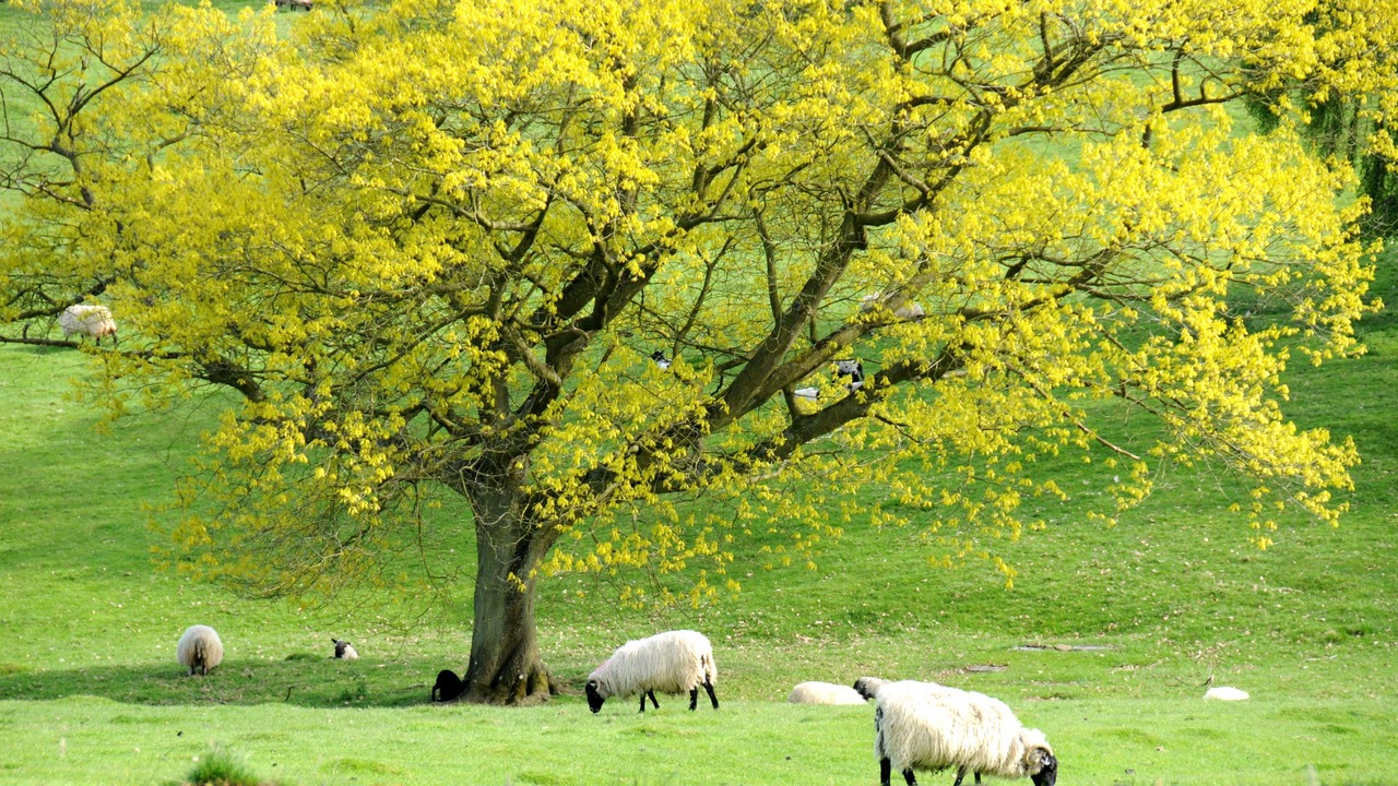 Photo of Others in Bourton