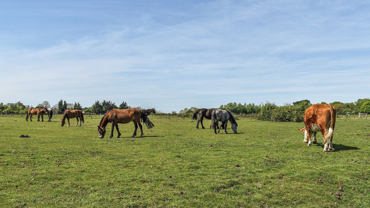 Photo of Others in New Forest District