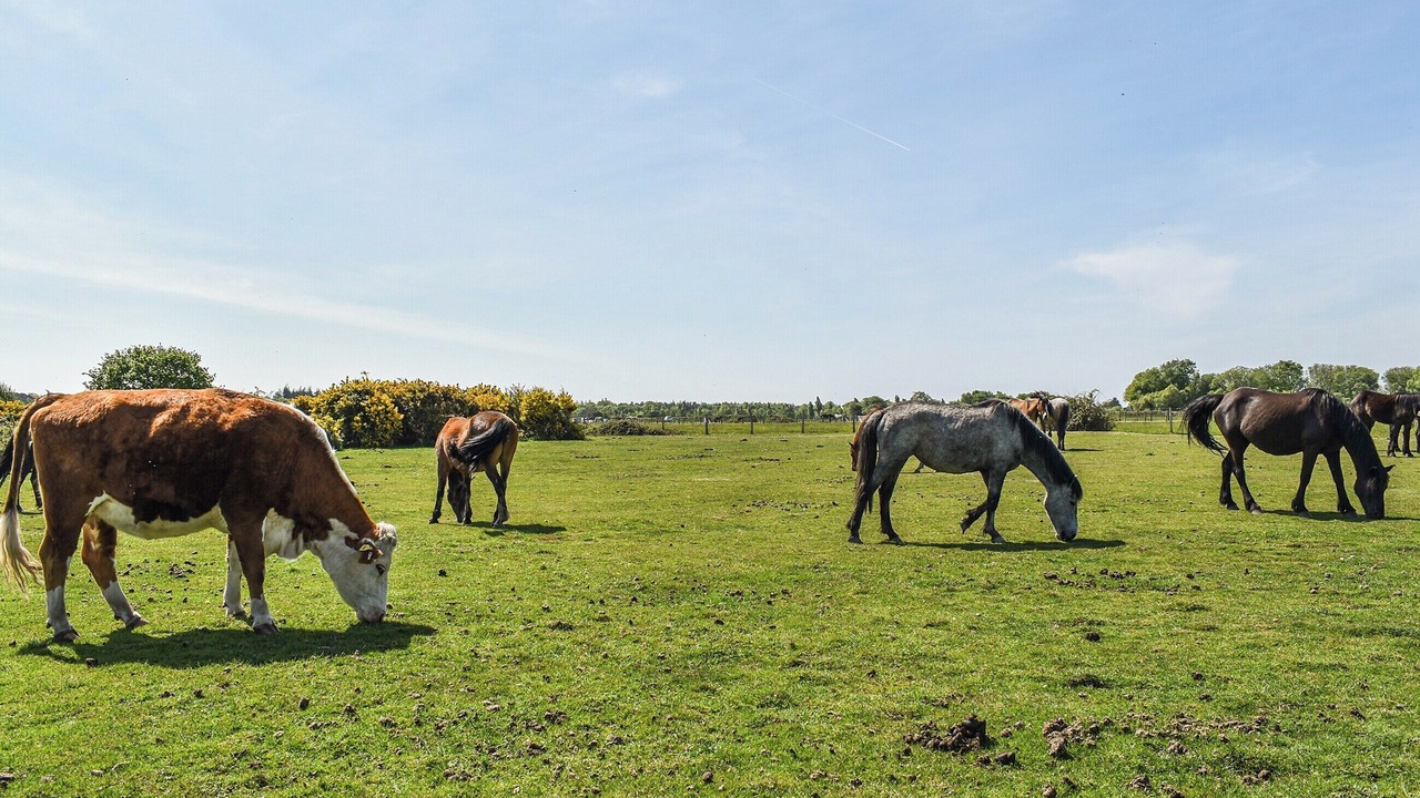 Photo of Others in New Forest District