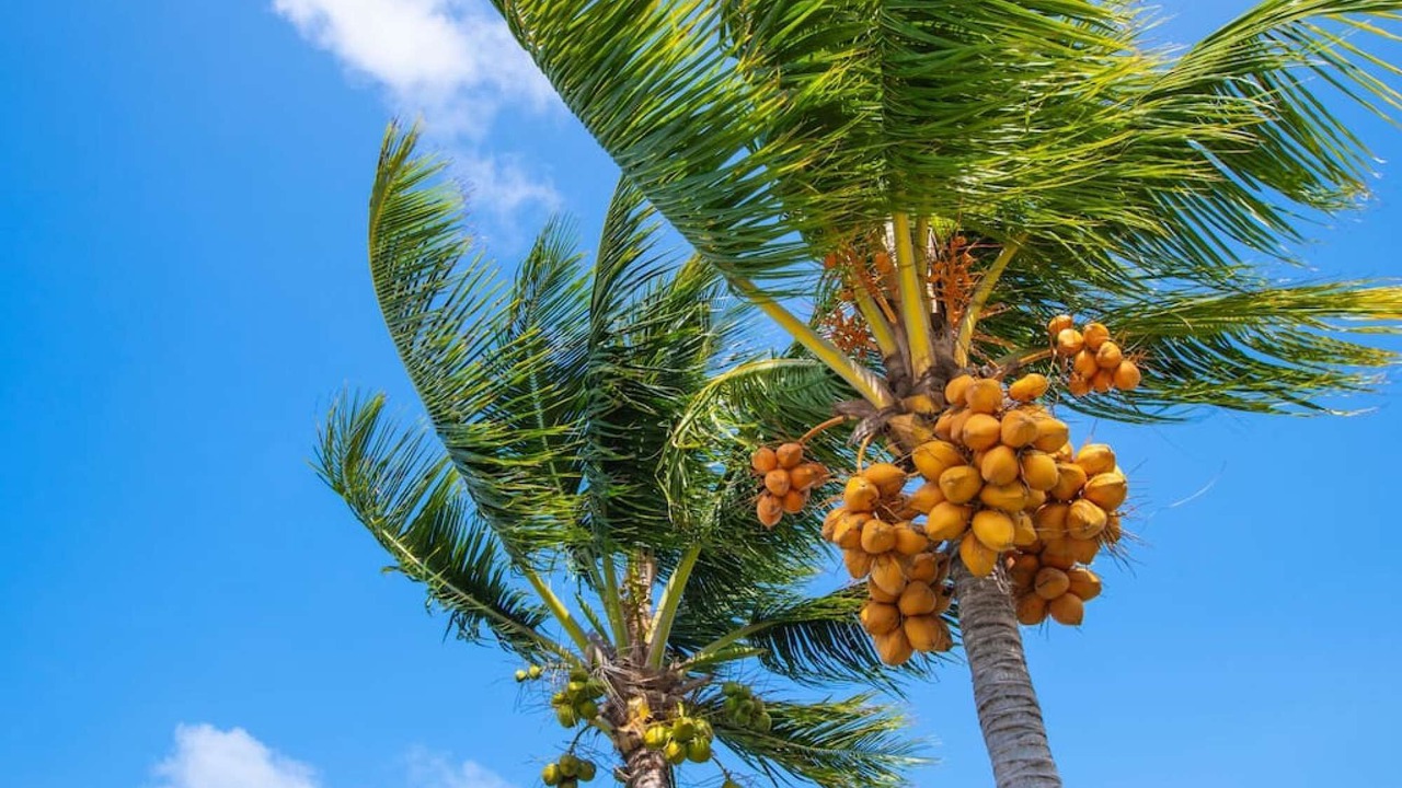 Photo of Outdoor in Nassau