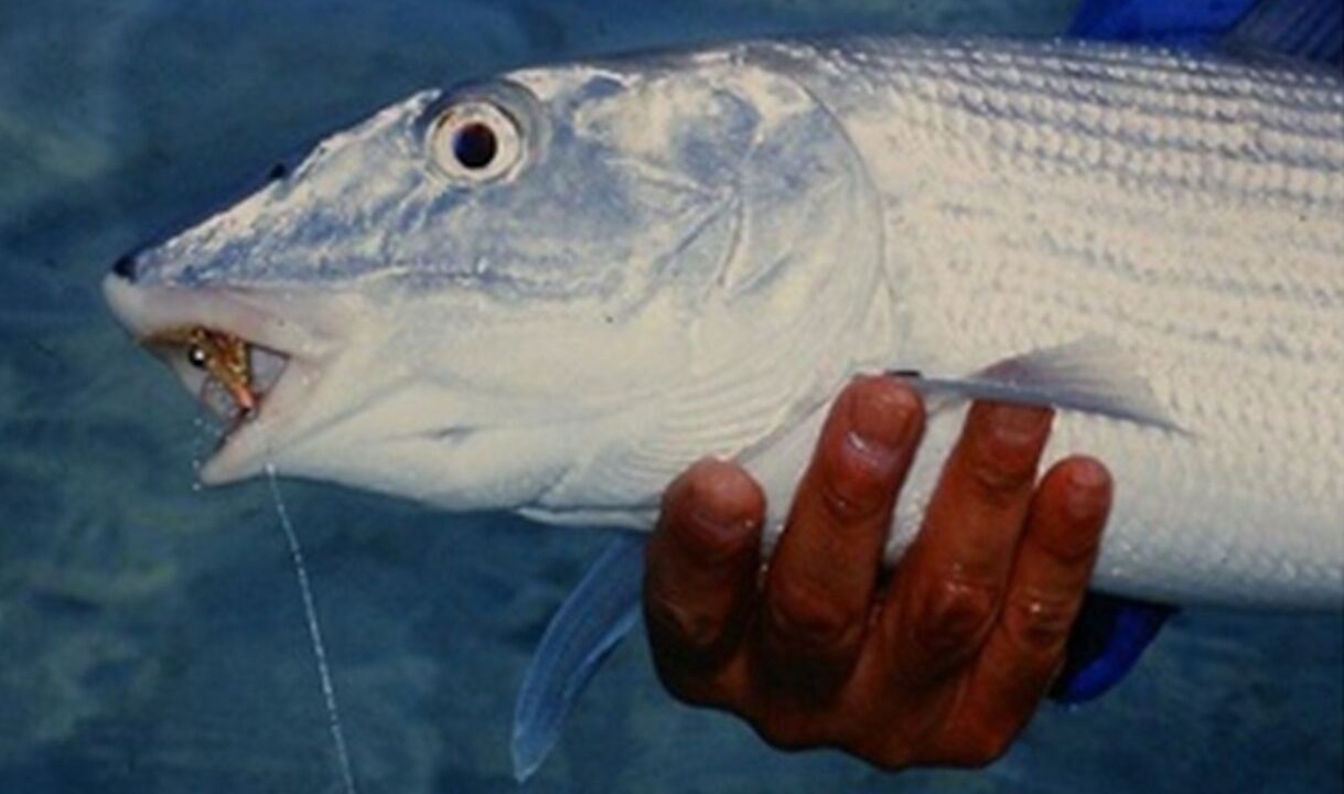Photo of Others in Mangrove Cay