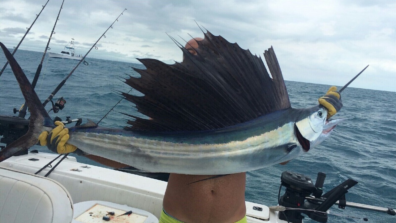 Photo of Others in South Bimini