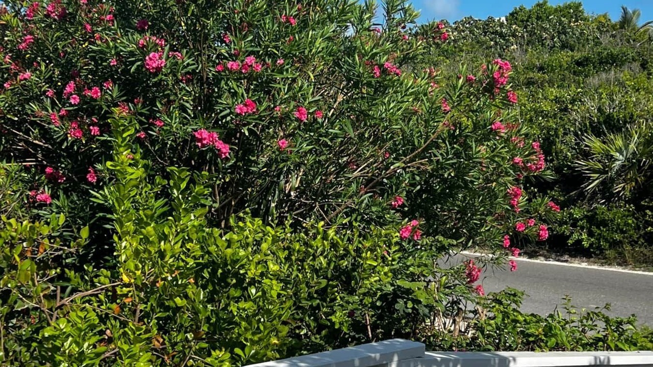 Photo of Others in Great Guana Cay