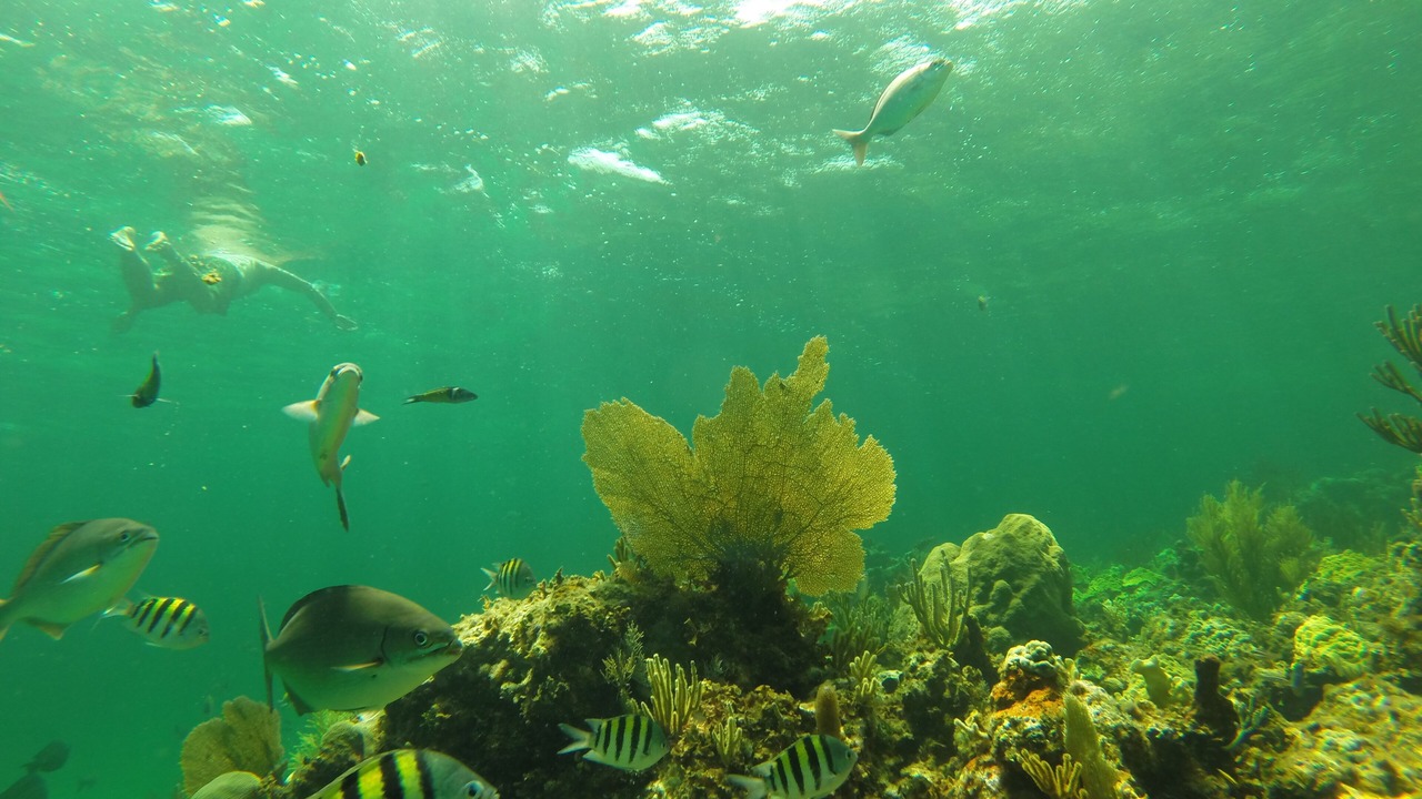 Photo of Others in Man O War Cay